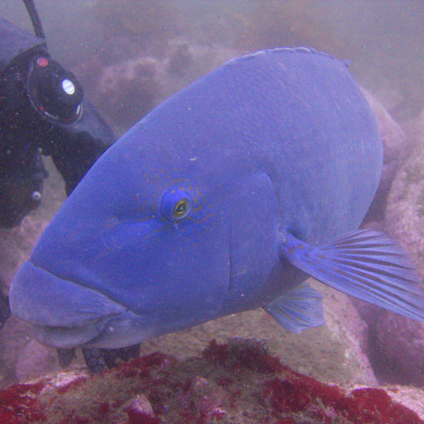 NSW Marine Life mobile app thumbnail